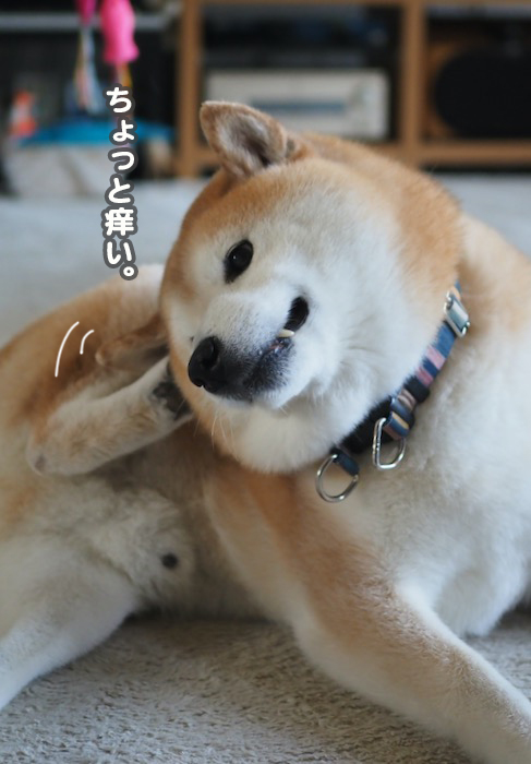 9日夕ブログ４