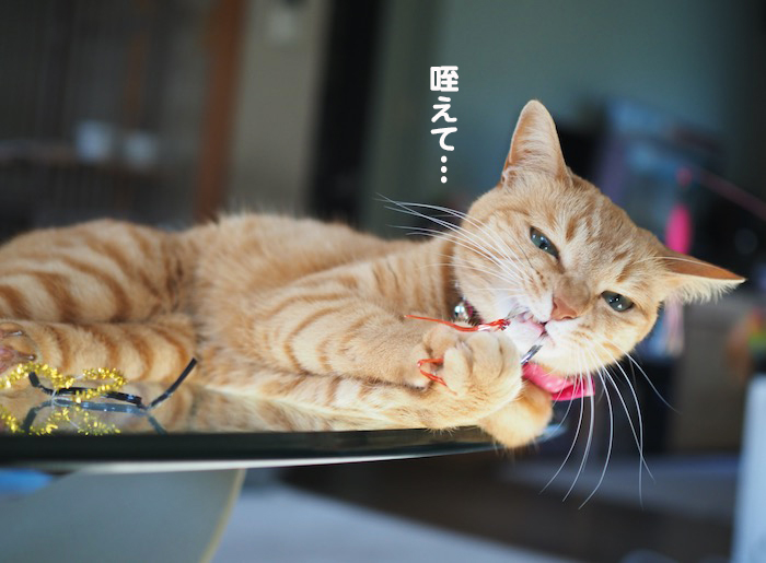 4日夕ブログ５