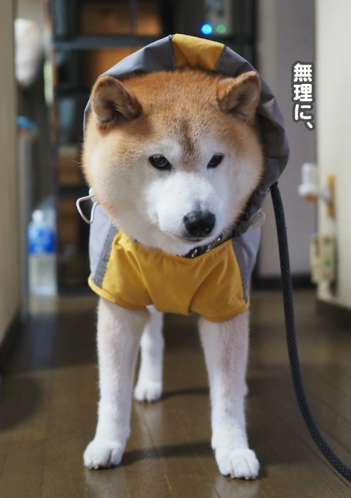 16日夕ブログ３