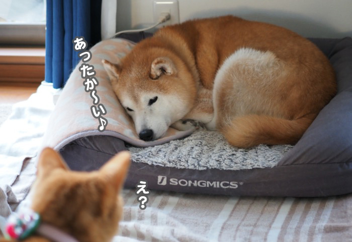 21日夕ブログ９