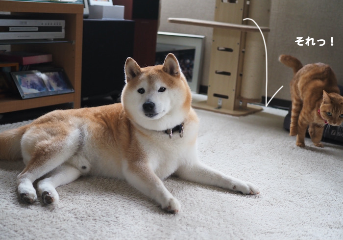 27日夕ブログ５