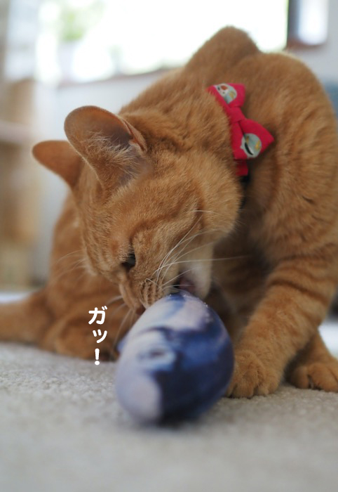 17日夕ブログ９
