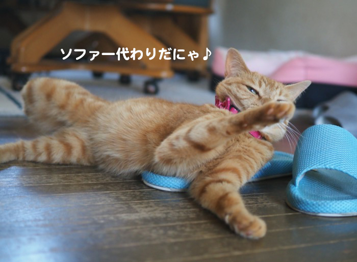 17日夕ブログ３