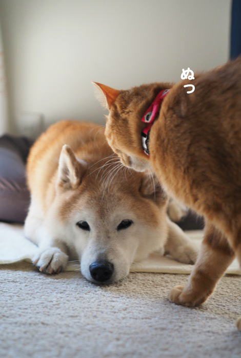 19日夕ブログ４