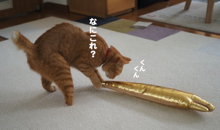 23日夕ブログ４
