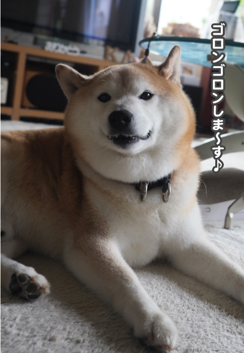 11日夕ブログ２
