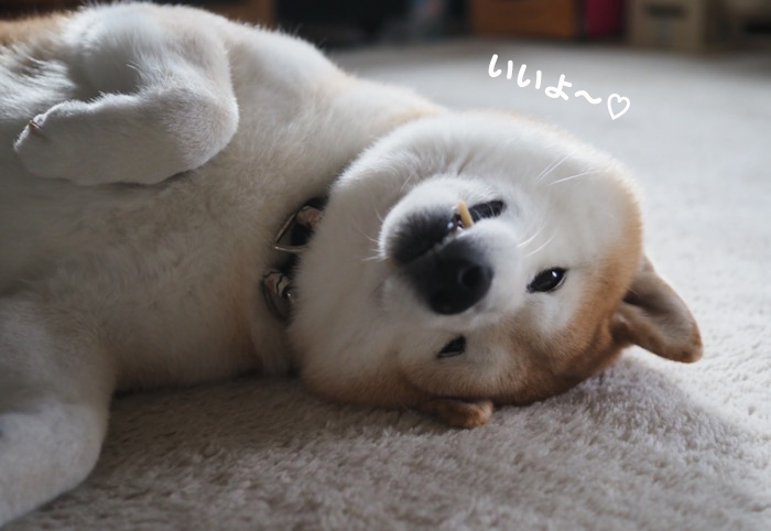 18日夕ブログ５