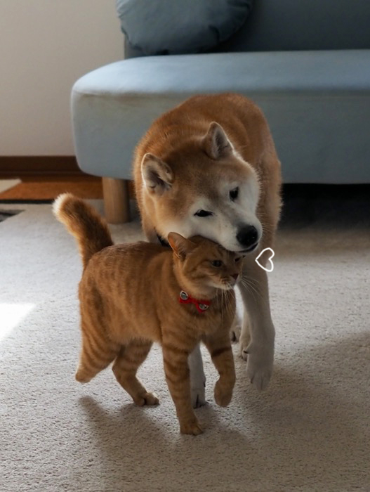 31日夕ブログ１２