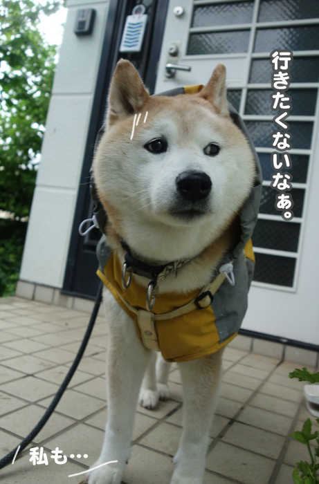 3日夕ブログ5