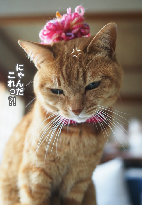 3日夕ブログ６