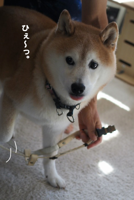 14日夕ブログ４
