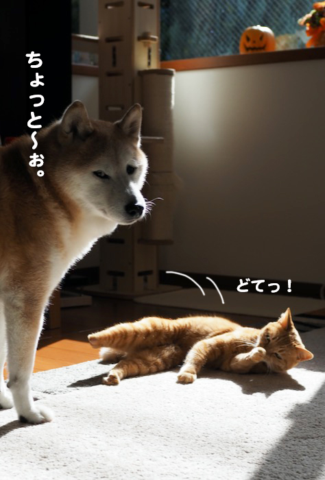 28日夕ブログ3