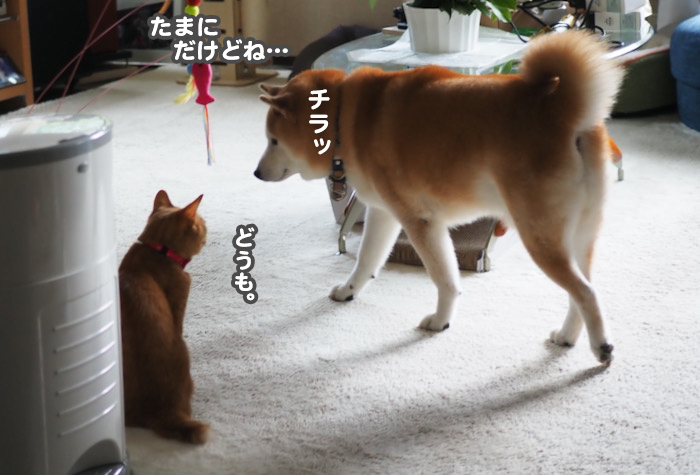 26日夕ブログ６