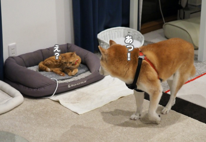 21日夕ブログ２