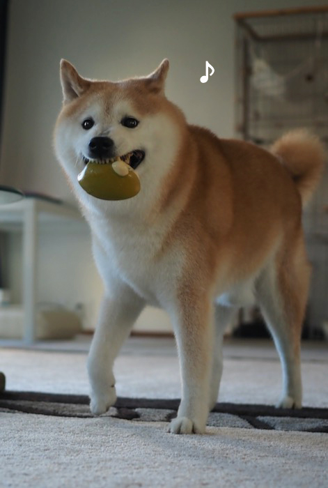 11日夕ブログ４