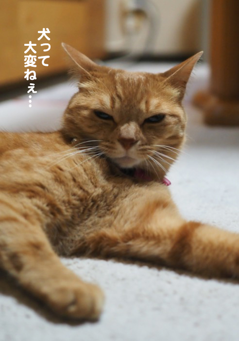 2日夕ブログ７