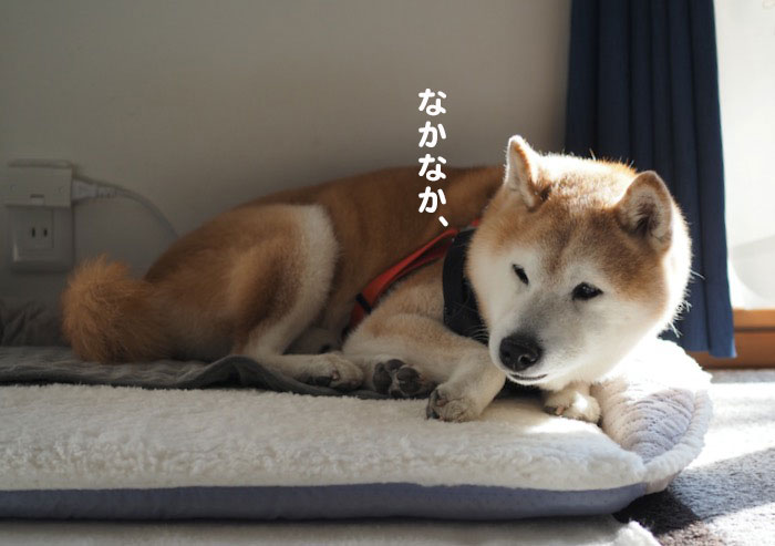 26日夕ブログ１２