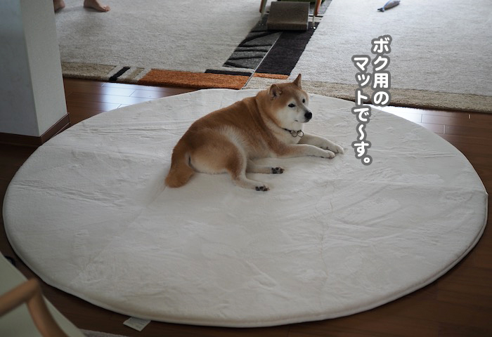 25日夕ブログ７