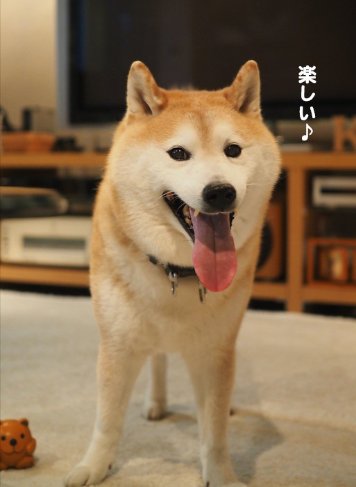 6日夕ブログ4