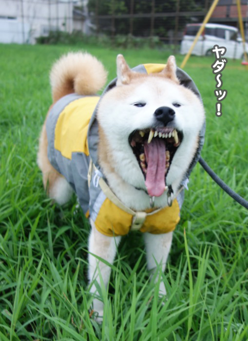 30日夕ブログ６
