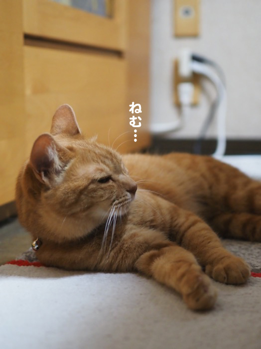 11日ブログ１