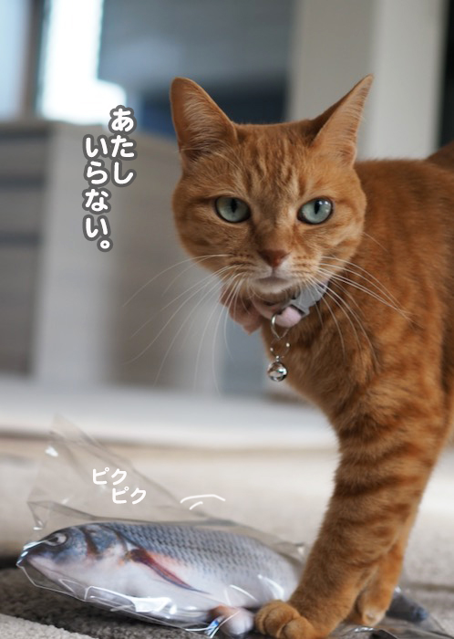 9日夕ブログ５