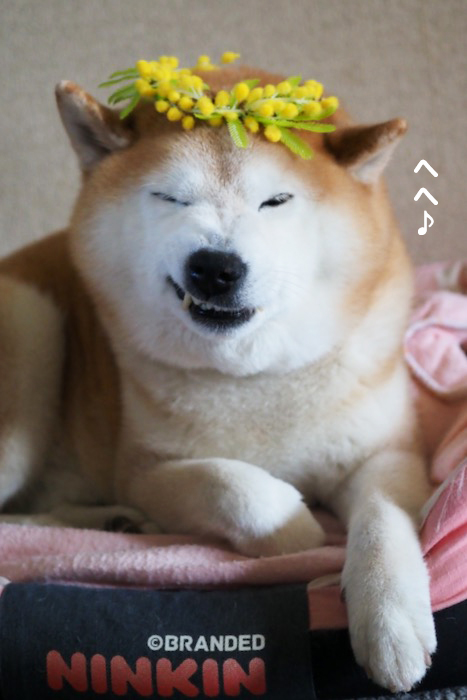 11日夕ブログ４