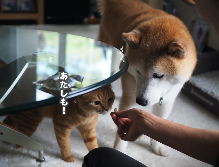 18日夕ブログ5