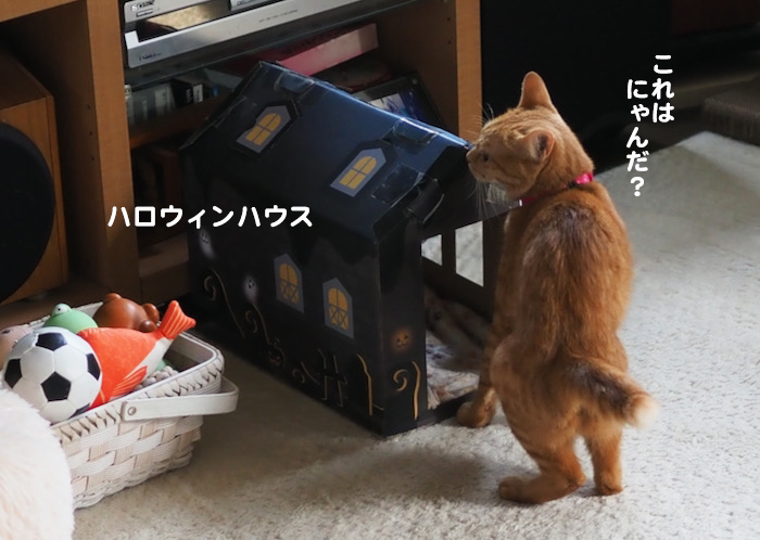 19日夕ブログ２
