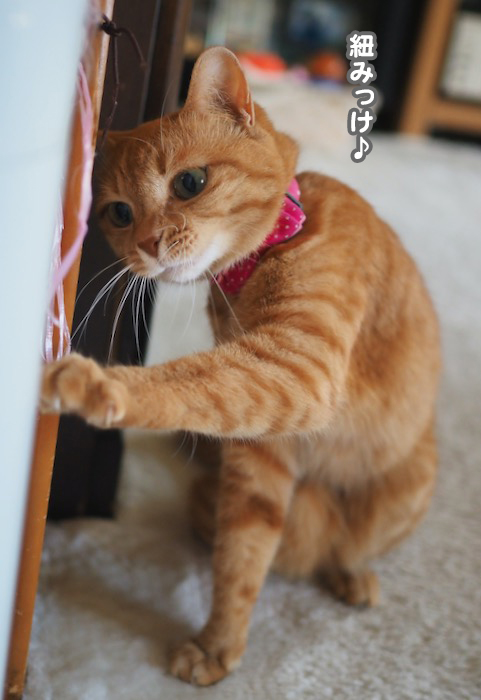 18日夕ブログ２