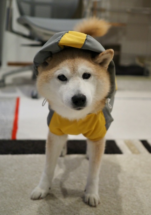 6日夕用２
