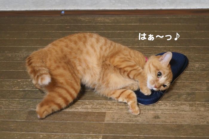 23日夜ブログ１１