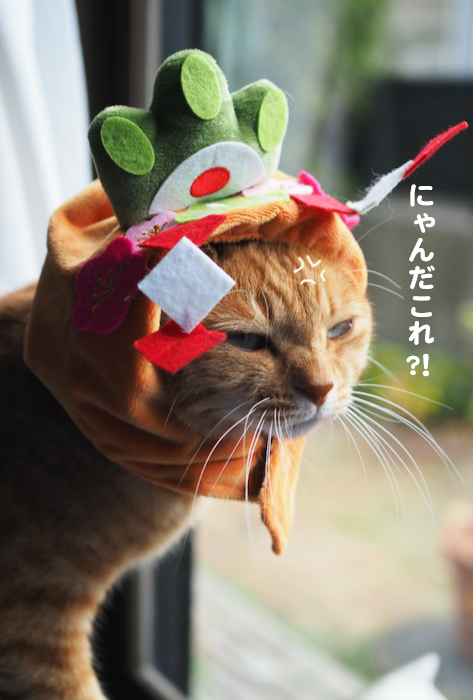 16日夕ブログ３