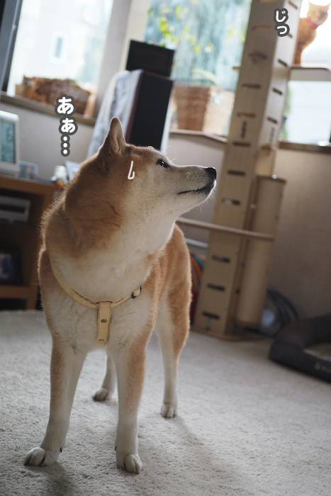7日夕ブログ７