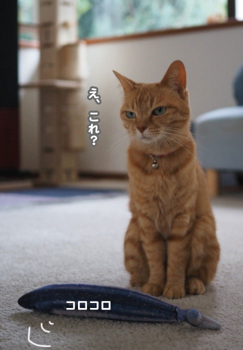 9日夕ブログ２