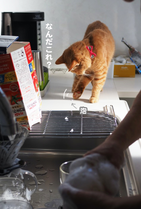 21日夕ブログ３