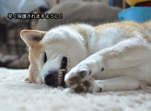 ハウル 早く出てこ い 湘南凸凹柴wan日記 Powered By ライブドアブログ