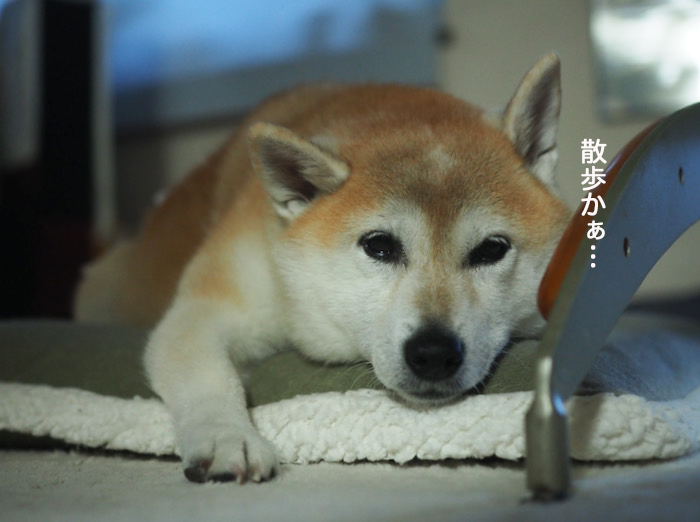 12日夕ブログ５