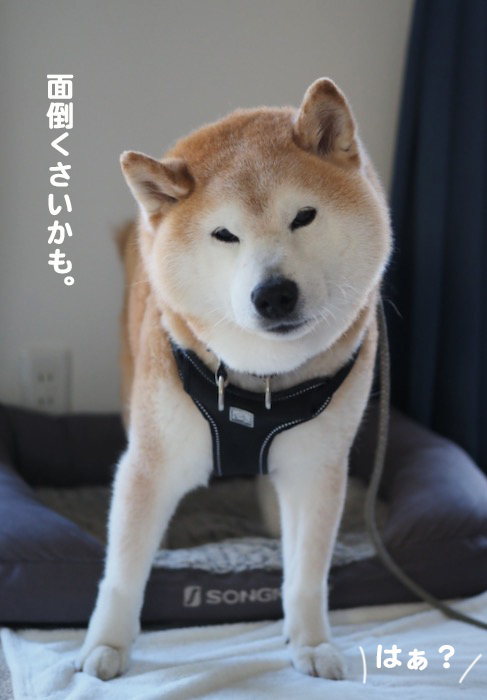 30日ブログ3