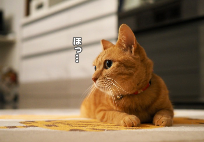 22日夕ブログ７