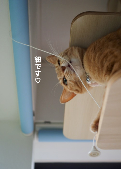 1日夕ブログ７