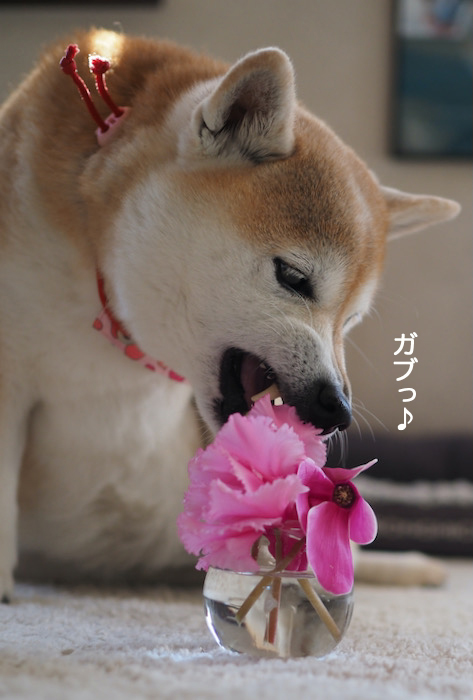 13日夜ブログ５