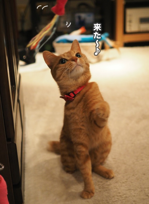 30日夕ブログ８