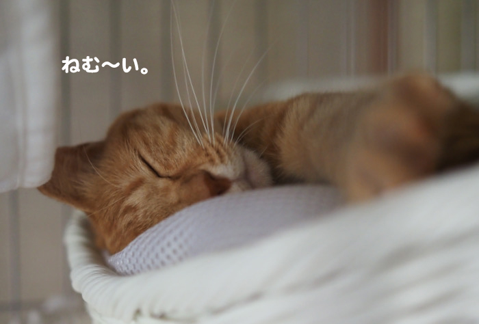 15日夕ブログ６