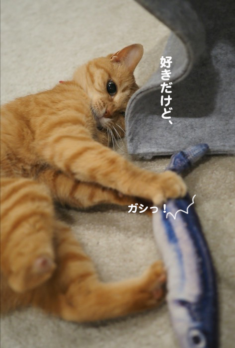 13日夕ブログ４