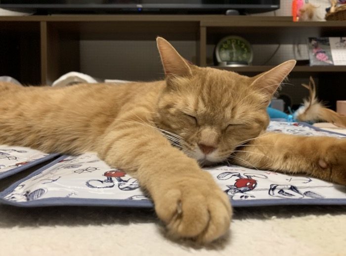 31日夕ブログ１２