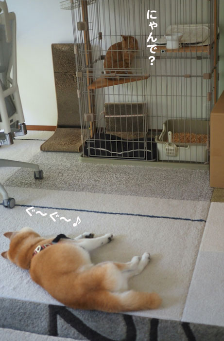 11日夕ブログ２