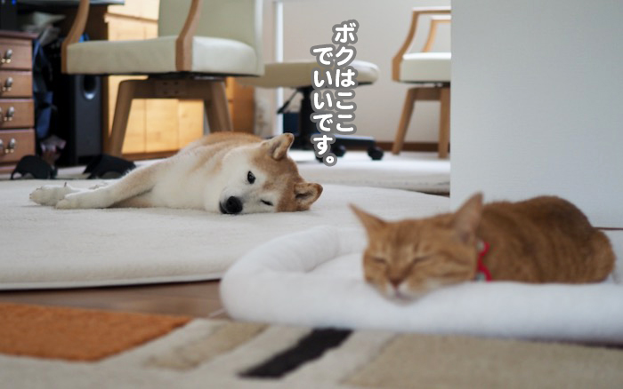 7日夕ブログ５