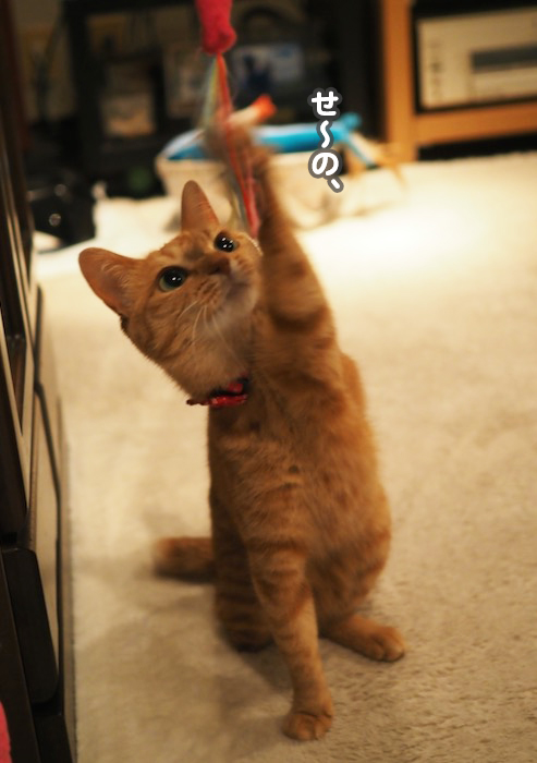 30日夕ブログ５