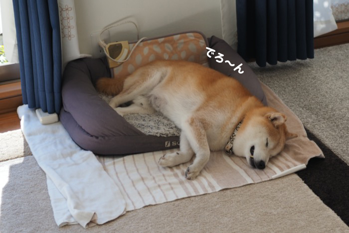 21日夕ブログ５